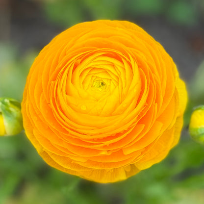 Italian Ranunculus 'Giallo Mix' - 5 CORMS