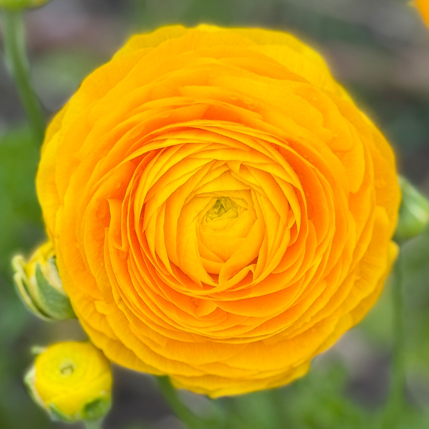 Italian Ranunculus 'Giallo Mix' - 5 CORMS