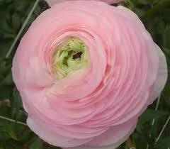 Italian Ranunculus 'Highline Marshmallow' - SEEDLING