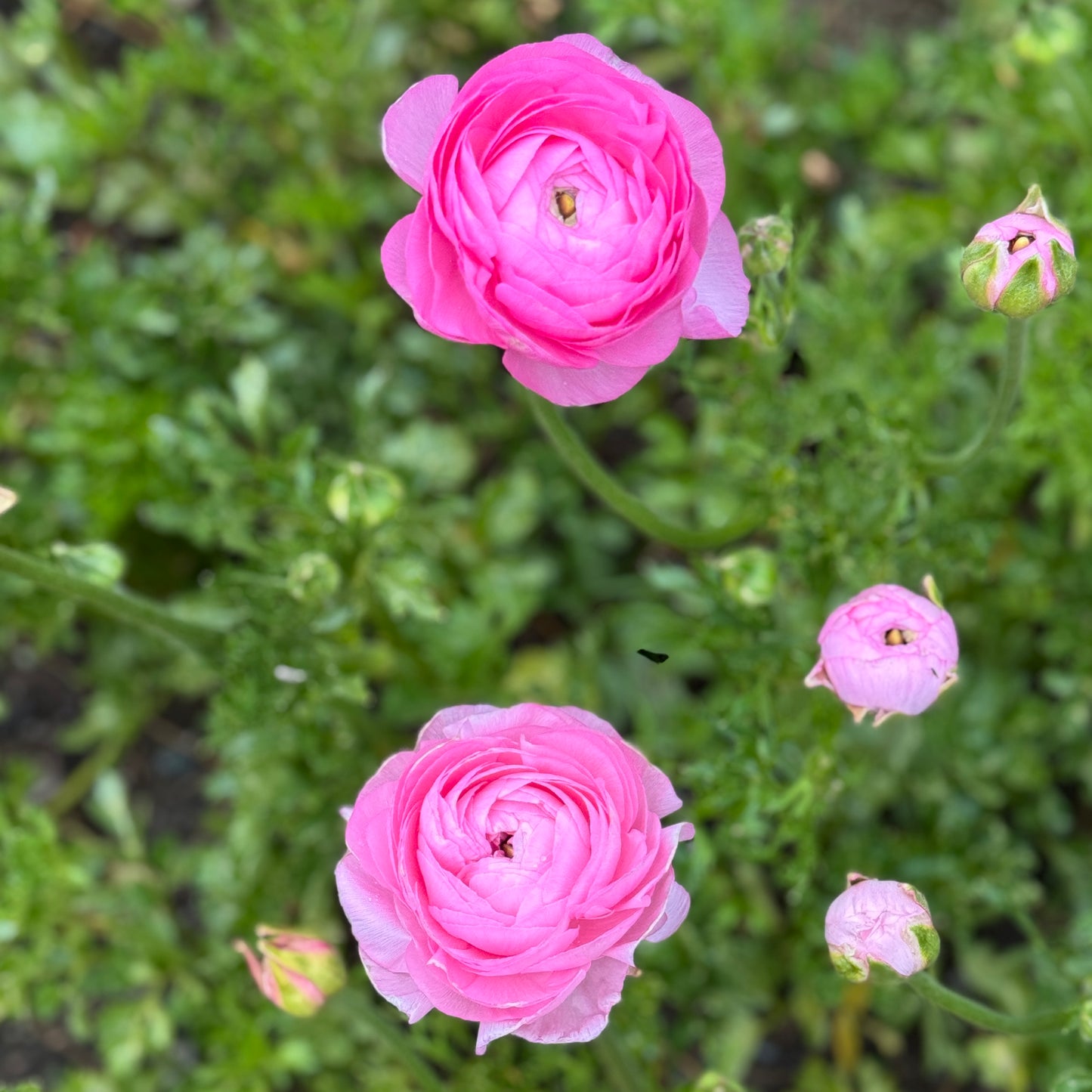 Italian Ranunculus 'Highline Marshmallow' - 5 CORMS