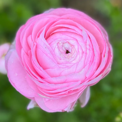 Italian Ranunculus 'Highline Marshmallow' - 5 CORMS
