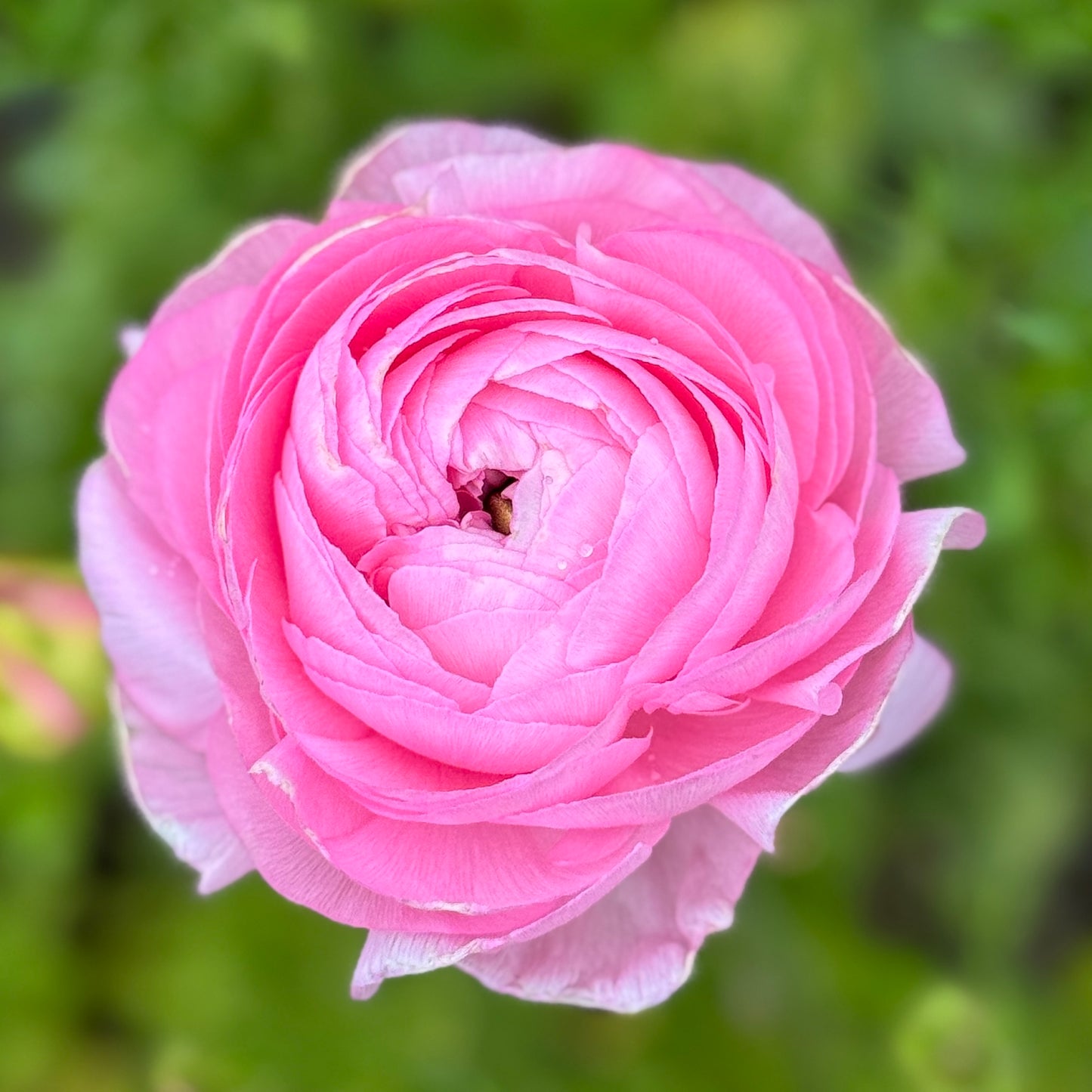 Italian Ranunculus 'Highline Marshmallow' - 5 CORMS