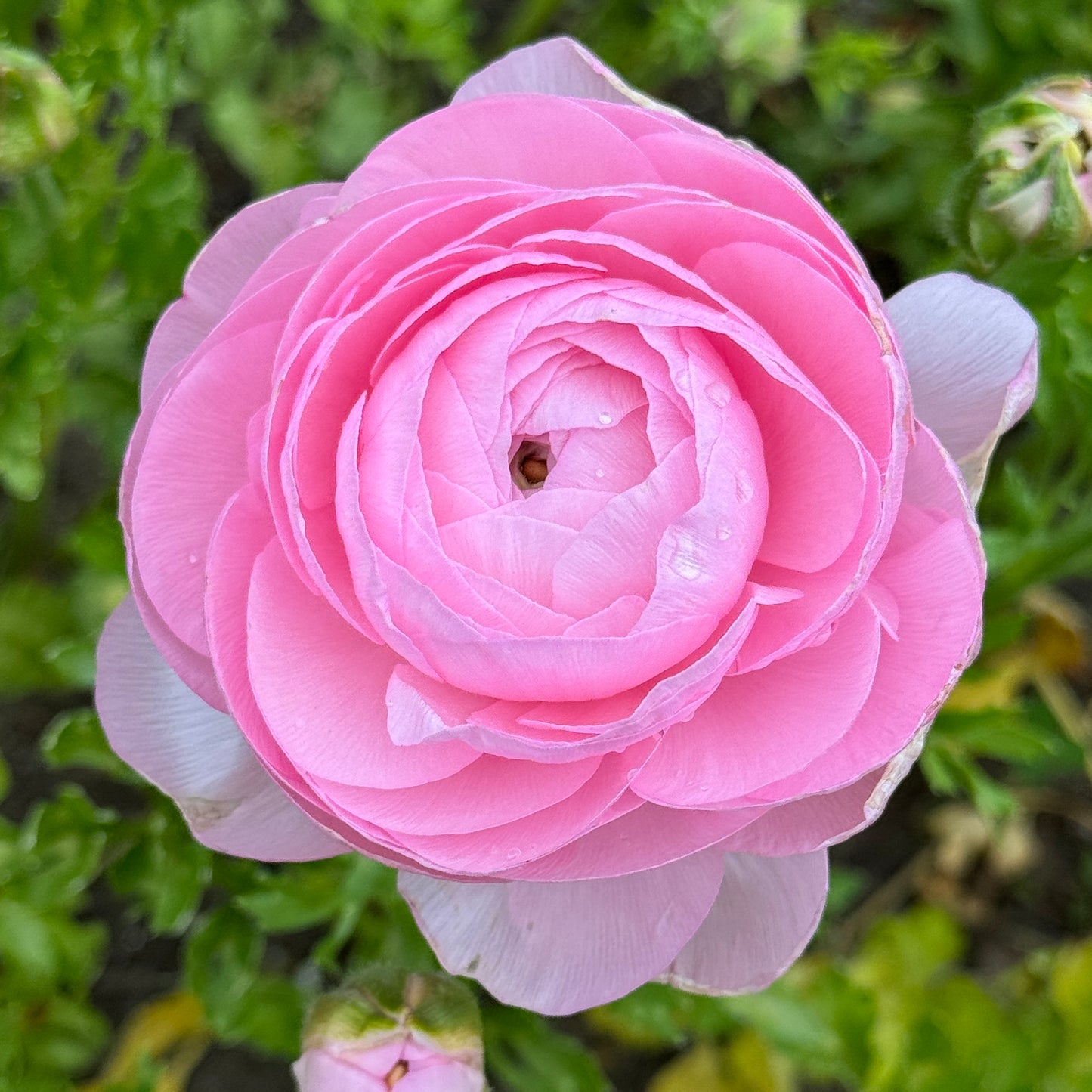 Italian Ranunculus 'Highline Marshmallow' - 5 CORMS