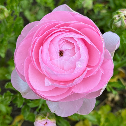 Italian Ranunculus 'Highline Marshmallow' - 5 CORMS