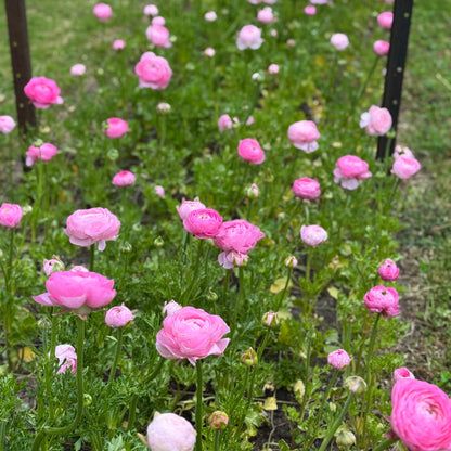 Italian Ranunculus 'Highline Marshmallow' - 5 CORMS