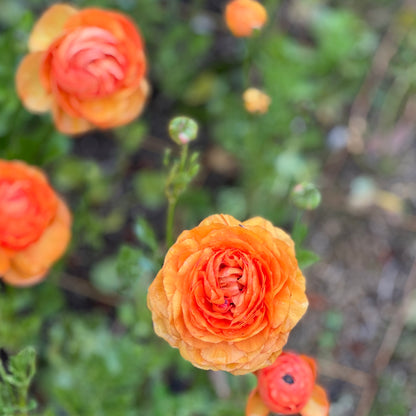 Italian Ranunculus 'Highline Salmon' - 5 CORMS