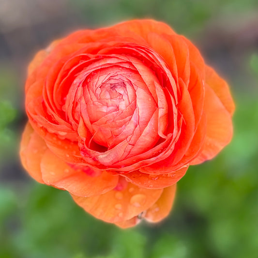 Italian Ranunculus 'Highline Salmon' - 5 CORMS