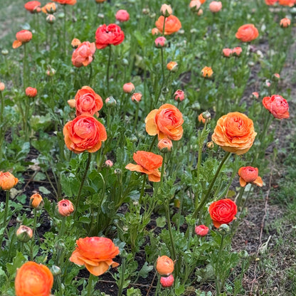 Italian Ranunculus 'Highline Salmon' - 5 CORMS