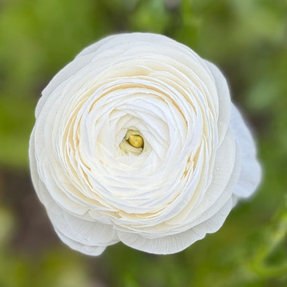 Italian Ranunculus 'Highline Snowflake' - 5 CORMS
