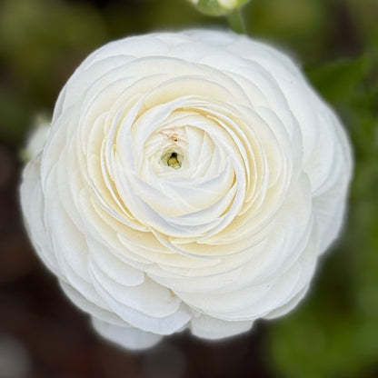 Italian Ranunculus 'Highline Snowflake' - 5 CORMS