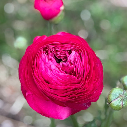 Italian Ranunculus 'Hot Pink 95-08' - 5 CORMS
