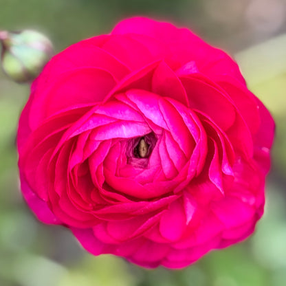 Italian Ranunculus 'Hot Pink 95-08' - 5 CORMS