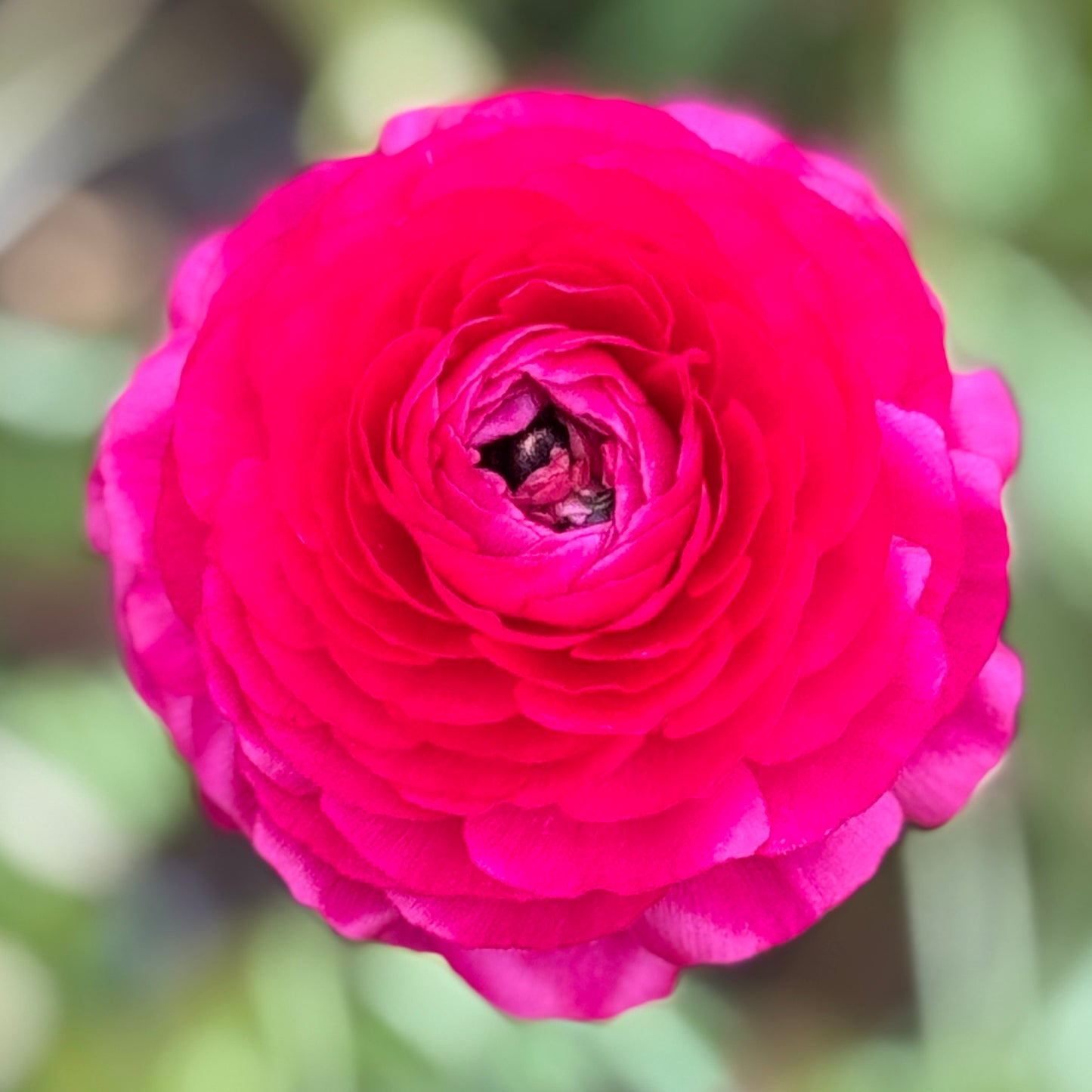 Italian Ranunculus 'Hot Pink 95-08' - 5 CORMS