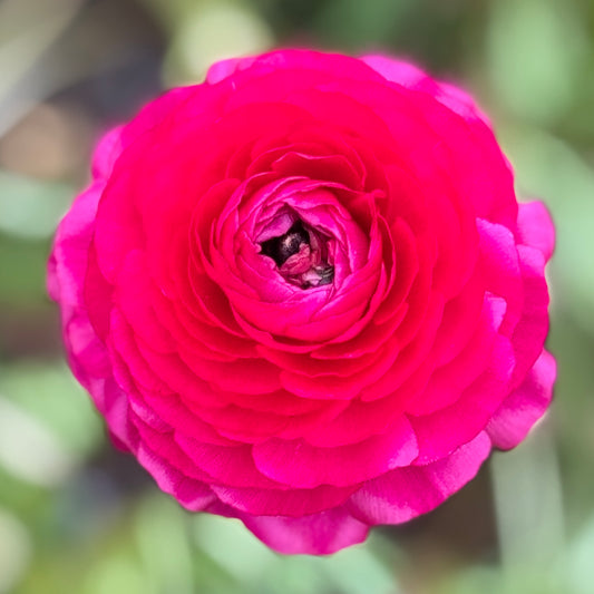 Italian Ranunculus 'Hot Pink 95-08' - 5 CORMS