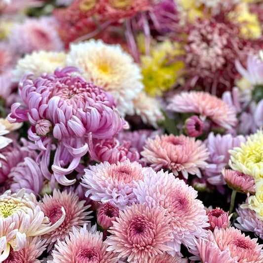 Chrysanthemum - ALISON MCNAMARA