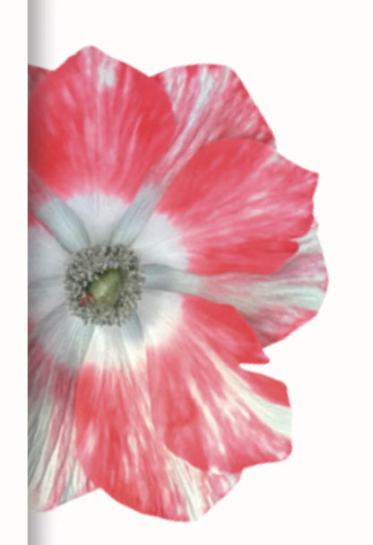 Italian Anemone 'Mistral Salmone' - SEEDLING