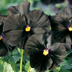 Pansy 'Atlas Black' - 25 SEEDS