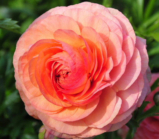 Italian Ranunculus 'Highline Salmon' - SEEDLING