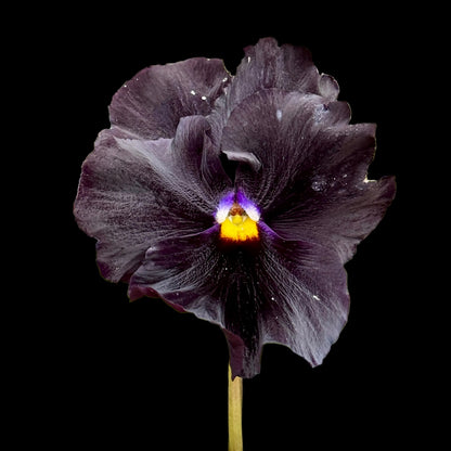 Italian Pansy 'Flamenco Black Moon' - 25 SEEDS