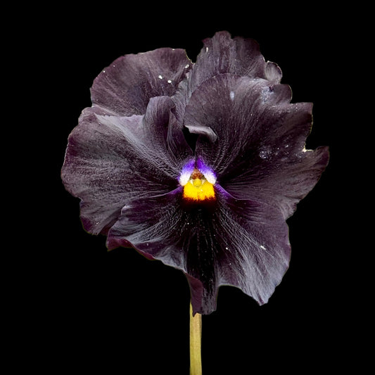 Italian Pansy 'Flamenco Black Moon' - 25 SEEDS