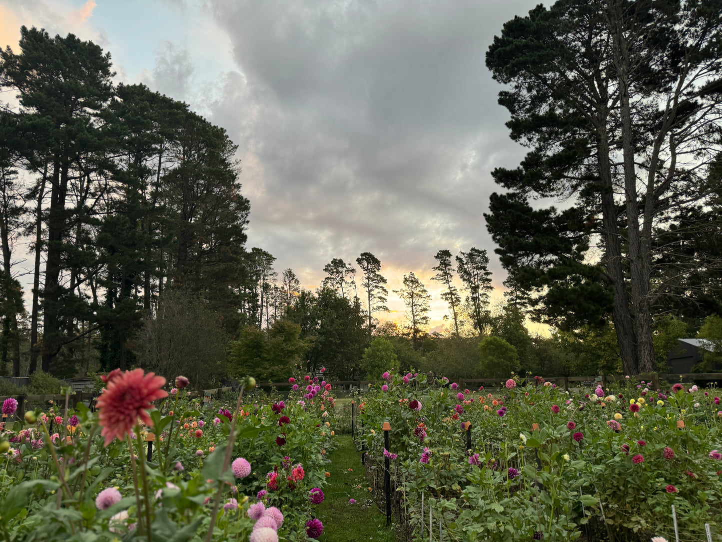 SATURDAY 1ST MAR - 'Golden Hour' Pick-Your-Own Bouquet Experience