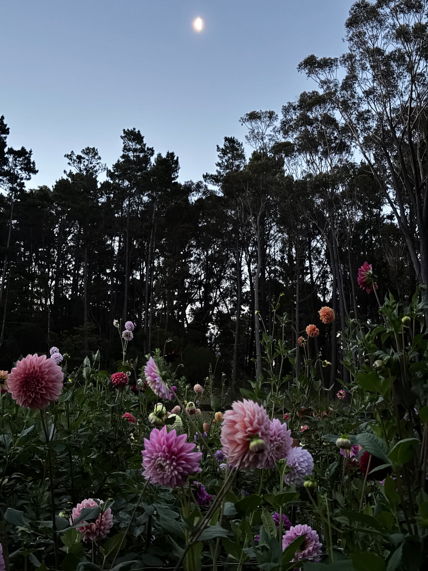 SATURDAY 1ST MAR - 'Golden Hour' Pick-Your-Own Bouquet Experience