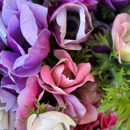 Italian Anemone 'Mistral' Mix - 5 CORMS