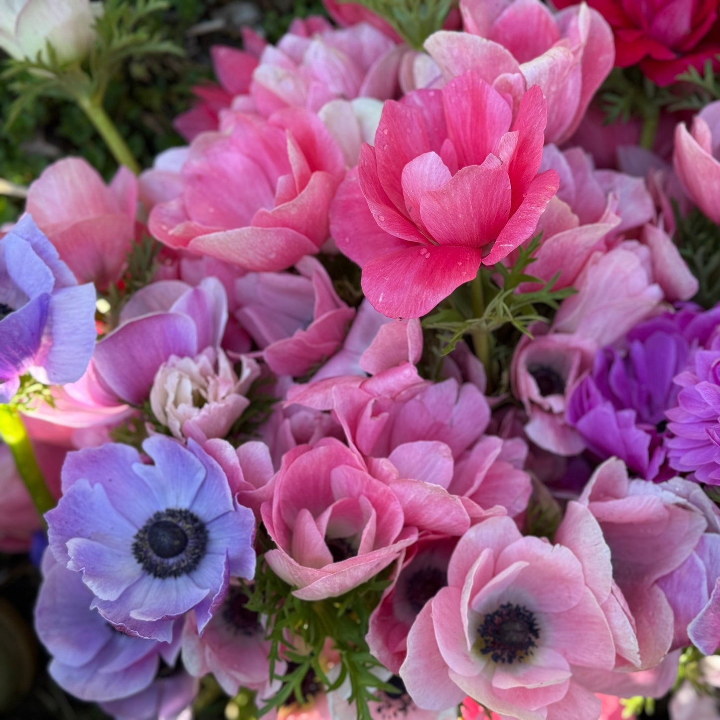 Italian Anemone 'Mistral' Mix - 5 CORMS