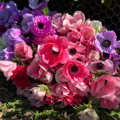 Italian Anemone 'Mistral' Mix - 5 CORMS