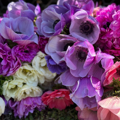 Italian Anemone 'Mistral' Mix - 5 CORMS