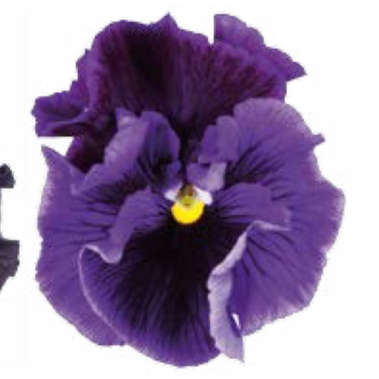 Italian Pansy 'Flamenco Blue' - 25 SEEDS