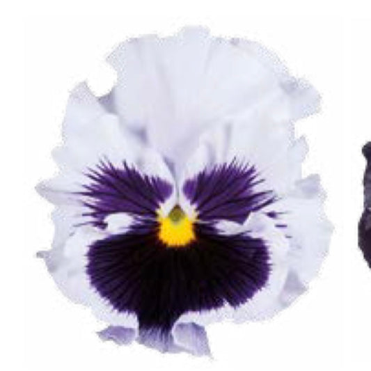 Italian Pansy 'Flamenco White with Blotch' - 25 SEEDS