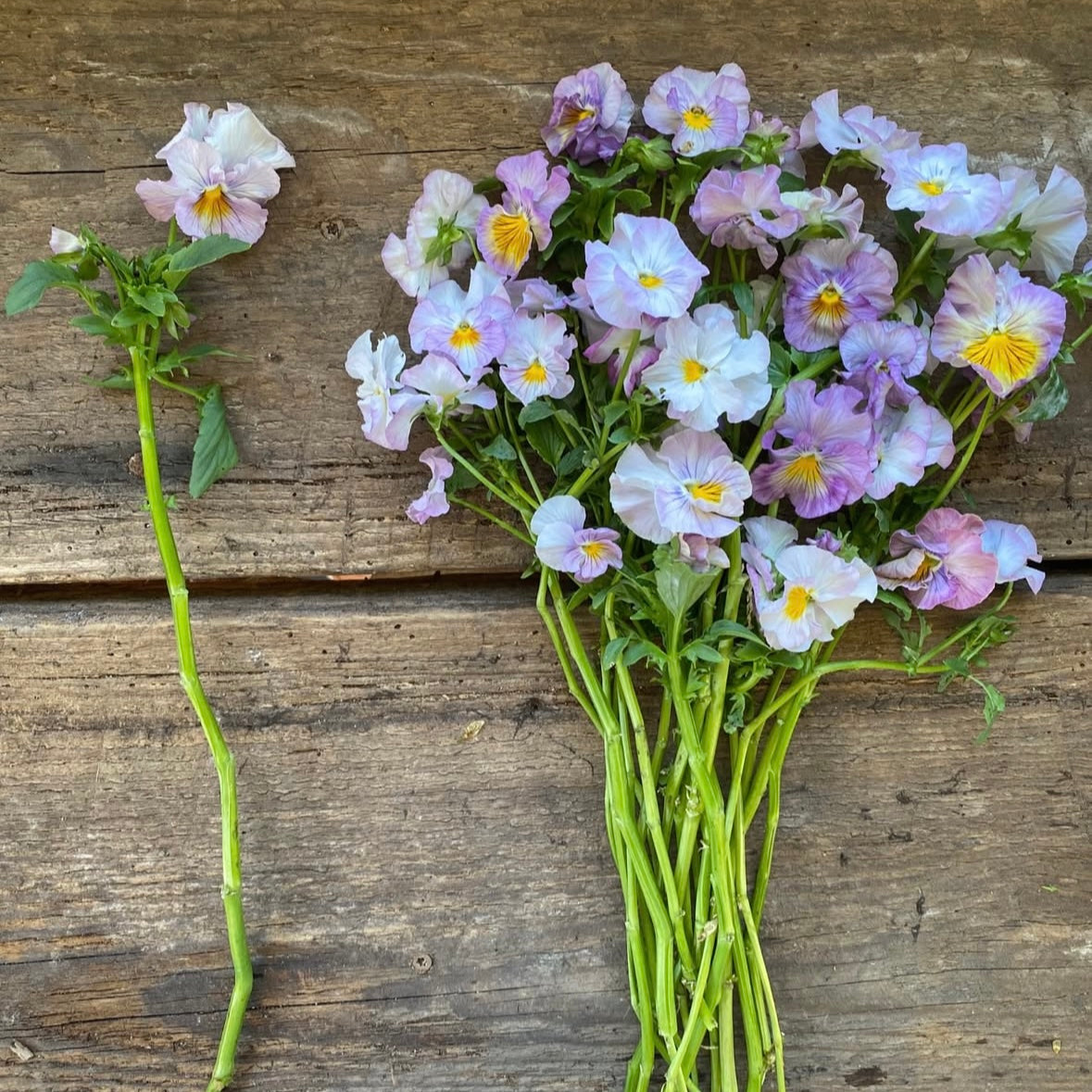 Italian Pansy 'Flamenco Soft Light Azure Limonette' - 25 SEEDS