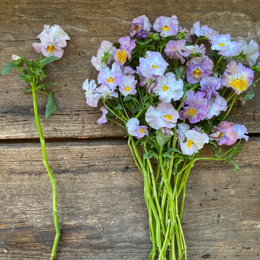 Italian Pansy 'Flamenco Soft Light Azure Limonette' - 25 SEEDS