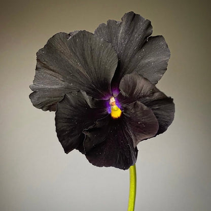 Italian Pansy 'Flamenco Black Moon' - 25 SEEDS (PRE-ORDER)