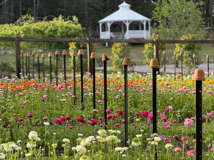 Italian Ranunculus 'Elegance Mix' - 5 CORMS