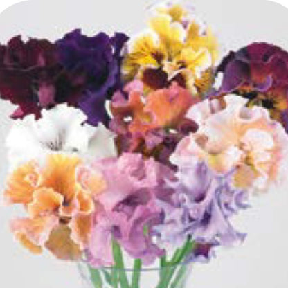 Italian Pansy 'Moulin Rouge Mixed’ - 25 SEEDS