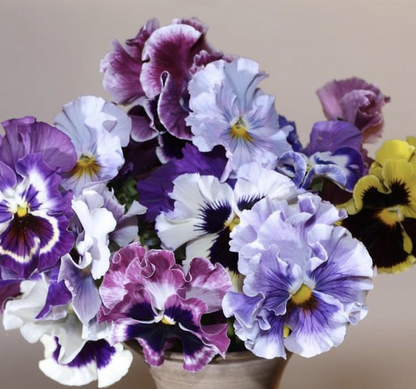 Italian Pansy 'Moulin Rouge Mixed’ - 25 SEEDS