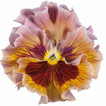 Italian Pansy 'Flamenco Terracotta' - 25 SEEDS