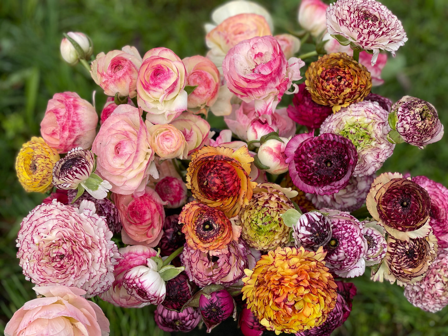 SATURDAY 11TH OCT - 'Golden Hour' Pick-Your-Own Bouquet Experience