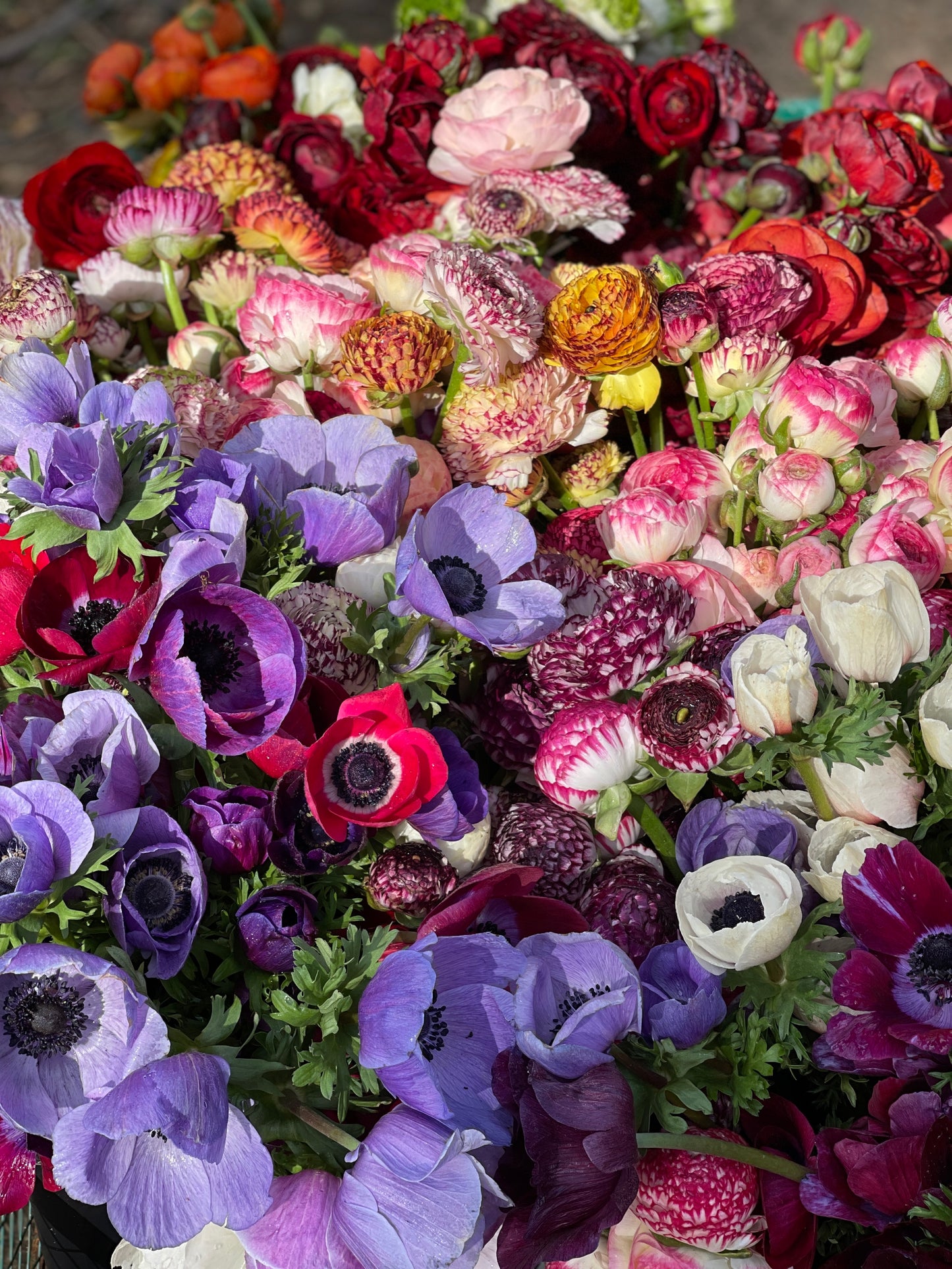 SATURDAY 18TH OCT - Flower Farm Tour & Harvest Experience