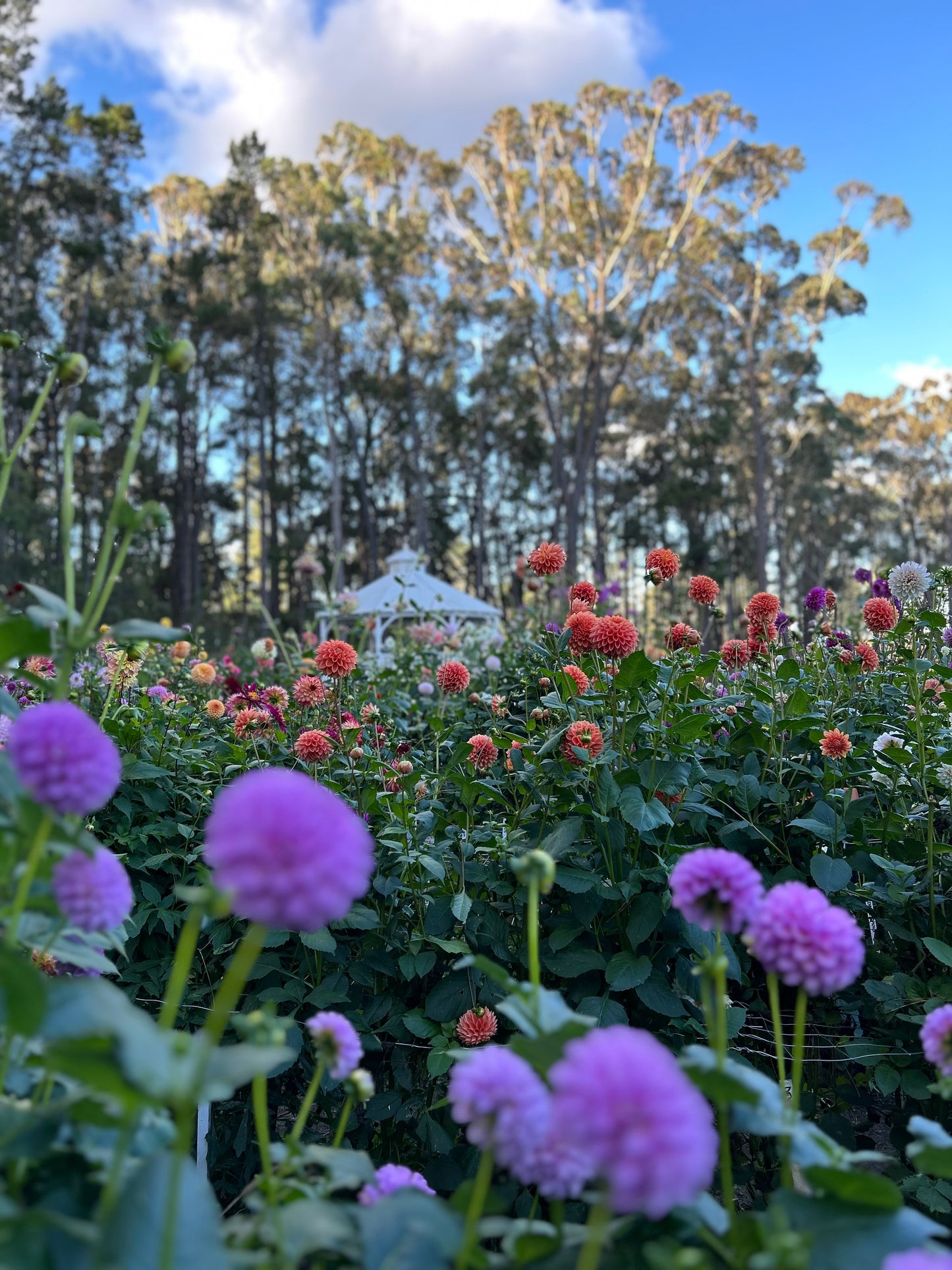 Online Winter Dahlia Workshop
