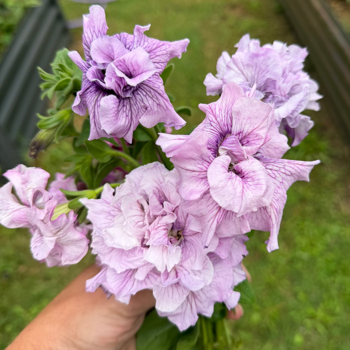 Italian Petunia 'Allegra Orchid Vein' - 25 SEEDS