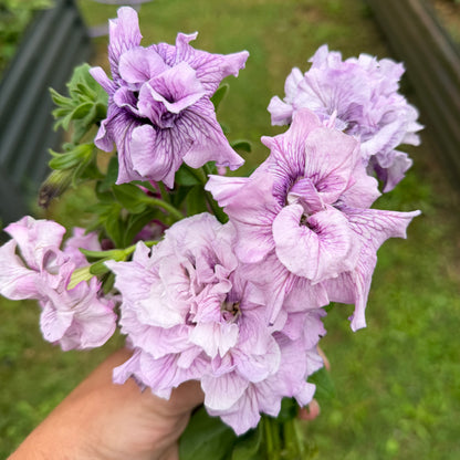 Italian Petunia 'Allegra Orchid Vein' - 25 SEEDS