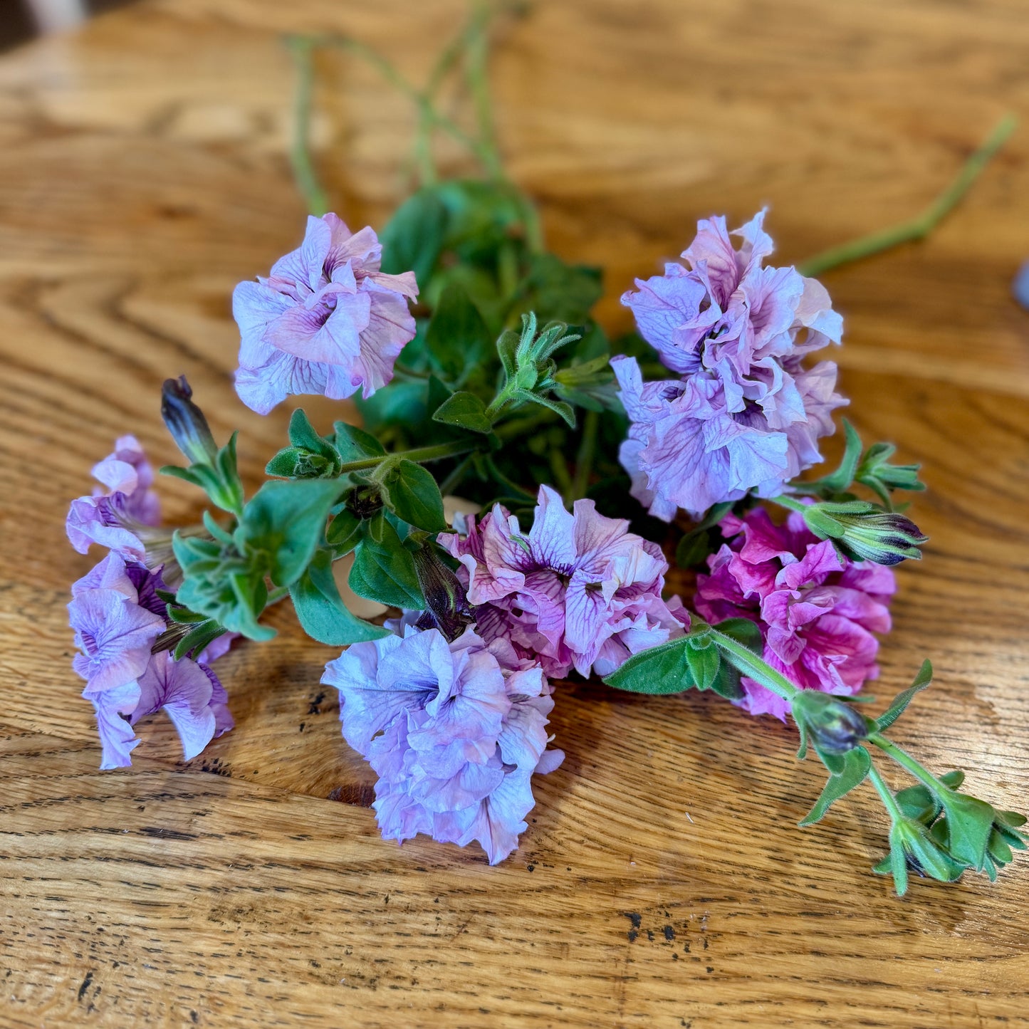 Italian Petunia 'Allegra Orchid Vein' - 25 SEEDS