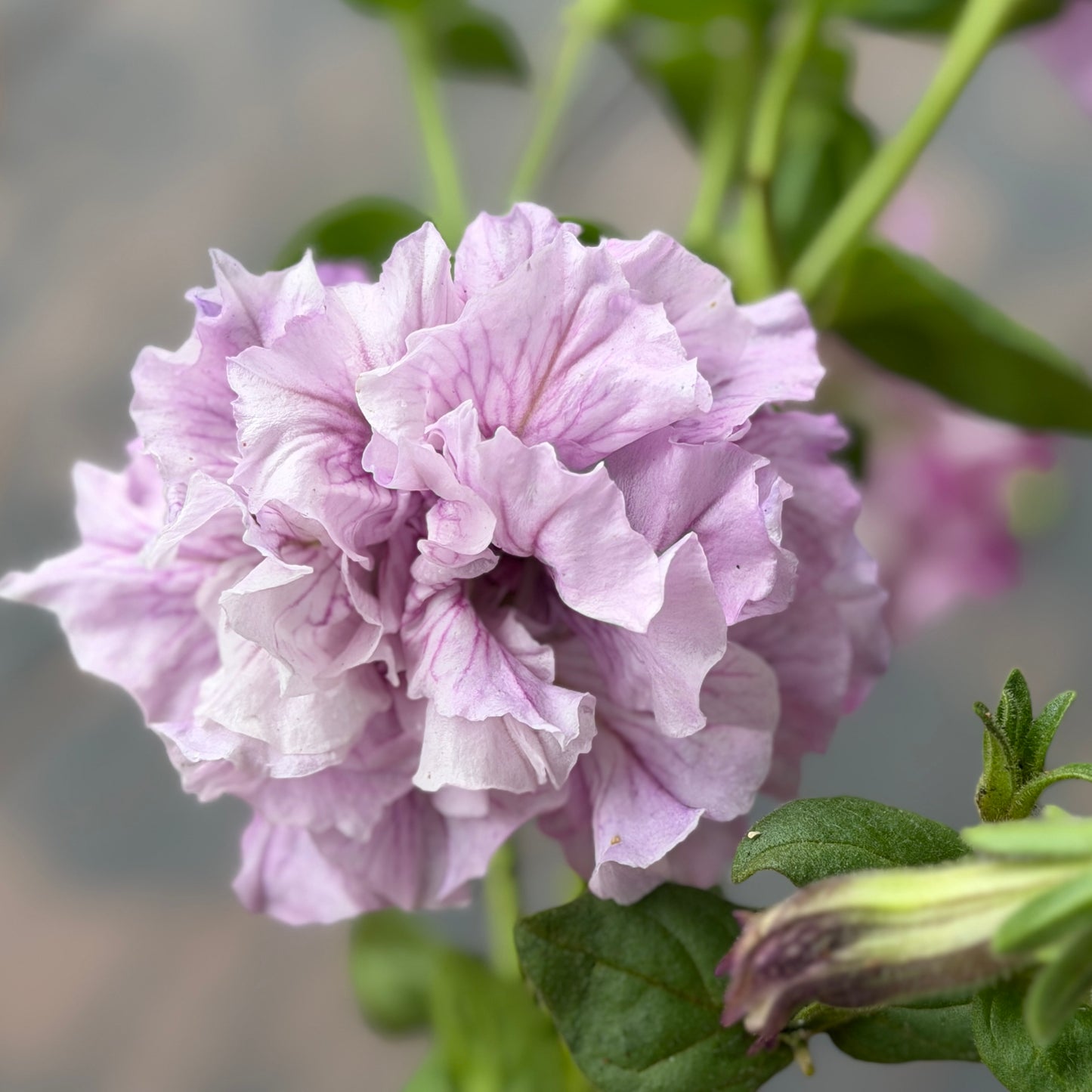 Italian Petunia 'Allegra Orchid Vein' - 25 SEEDS