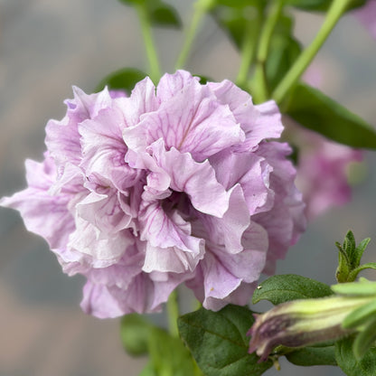 Italian Petunia 'Allegra Orchid Vein' - 25 SEEDS