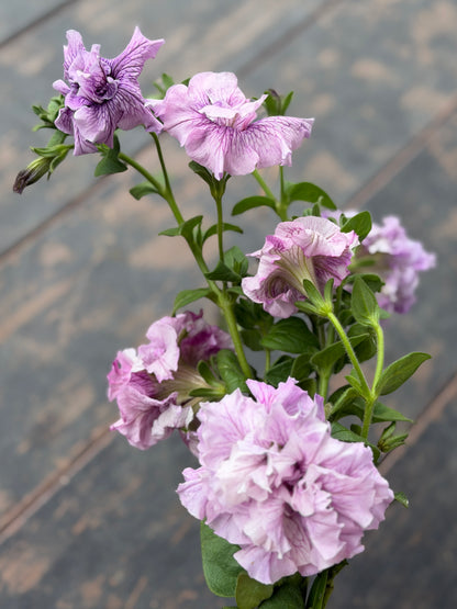 Italian Petunia 'Allegra Orchid Vein' - 25 SEEDS