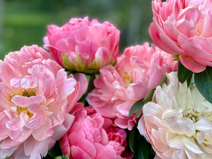 Petite Peony Posy