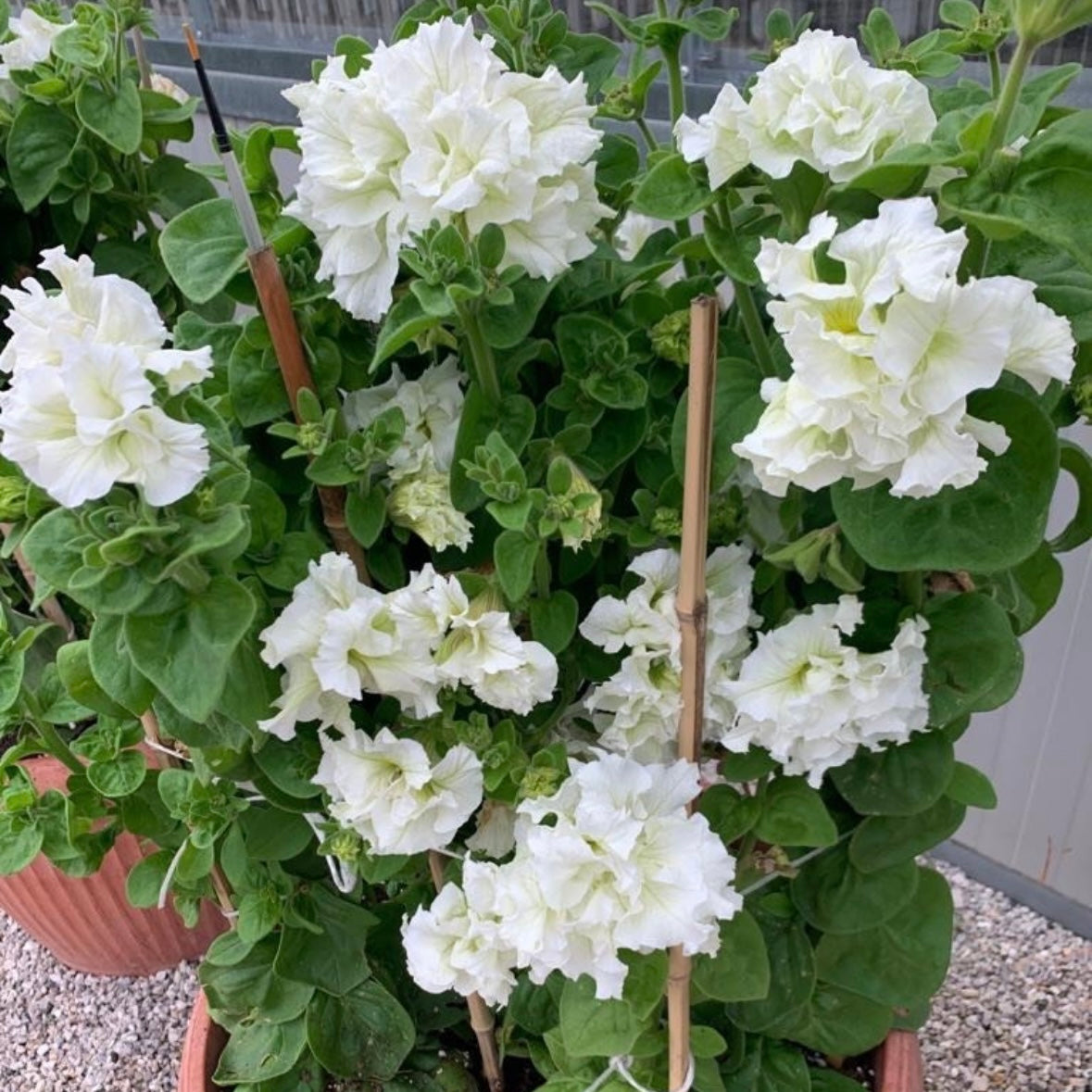 Italian Petunia 'Allegra Pure White' - 25 SEEDS